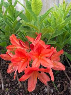 Azalée caduque/ Azalée de Chine - AZALEA mollis 'Koster's brillant Red' - Arbuste