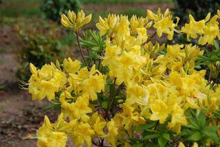 Azalée de Chine - AZALEA mollis 'Anneke' - Arbuste