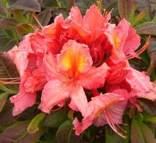 Azalée de Chine - AZALEA mollis 'Berry Rose' - Arbuste