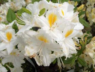 Azalée de Chine - AZALEA mollis 'Persil' - Arbuste