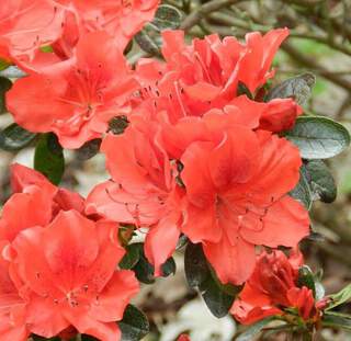 Azalée du Japon - AZALEA japonica 'Santa Maria' - Arbuste