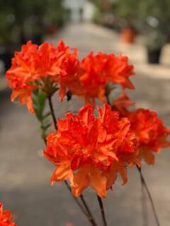 Azalée caduque/ Azalée de Chine - AZALEA mollis 'Satan' - Arbuste