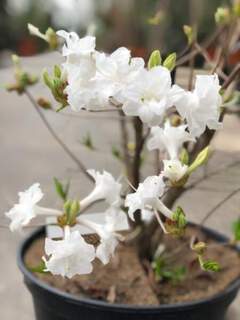 Azalée caduque/ Azalée de Chine - AZALEA mollis 'Whitethroat' - Arbuste