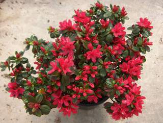 Azalée japonaise - AZALEA japonica 'Hino Crimson' - Arbuste