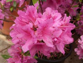 Azalée japonaise - AZALEA japonica 'Chelsoni' - Arbuste