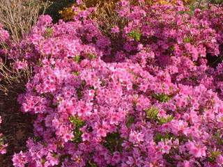 Azalée japonaise - AZALEA japonica 'Purple Splendour' - Arbuste