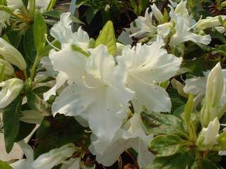 Azalée japonaise - AZALEA japonica 'Luzy' - Arbuste