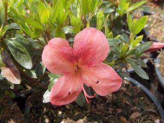 Azalée japonaise - AZALEA japonica 'Macrostemon' - Arbuste