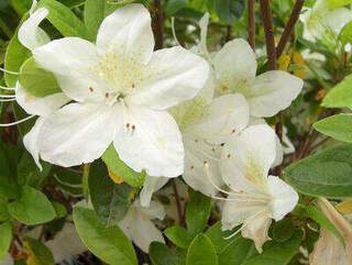 Azalée japonaise - AZALEA japonica 'White lady' - Arbuste