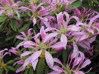 Azalée - AZALEA japonica 'Koromo Shikibu' - Arbuste