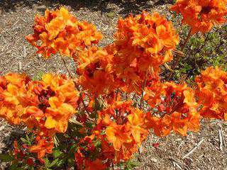 Azalée caduque/ Azalée de Chine - AZALEA mollis hybride Orange - Arbuste