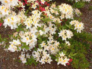 Azalée caduque/ Azalée de Chine - AZALEA mollis hybride Blanche - Arbuste