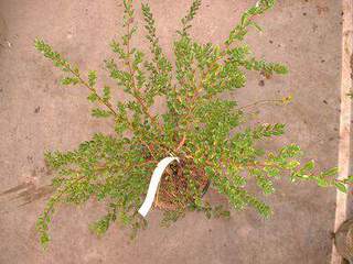 Azara - AZARA microphylla - Arbuste