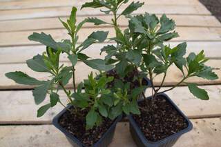 Séneçon en arbre - BACCHARIS halimifolia - Arbuste