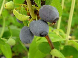 Chèvrefeuille à baies de mai, Camérisier - BAIE DE MAI 'Fruity Berry®' - Arbre fruitier