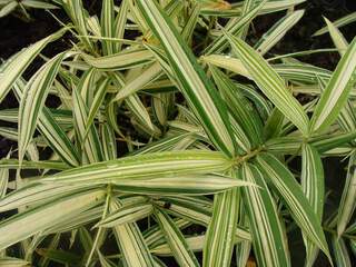 Bambou nain - BAMBOU PLEIOBLASTUS 'Fortunei variegata' - Haie de bambou