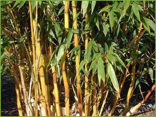 BAMBOU phyllostachys aureasulcata aureocaulis