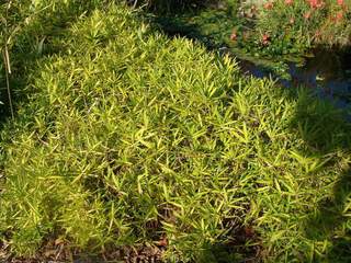 Bambou nain - BAMBOU PLEIOBLASTUS 'Pumilus' - Haie de bambou