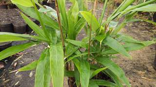 Bambou - BAMBOU SASA tessellata - Bambou