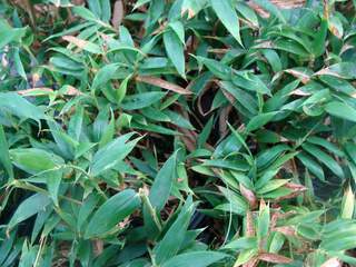 Bambou nain - Bambou n. pleioblastus 'Pygmaeus' - lot de 15 plants- - Haie de bambou