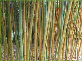 Bambou-web