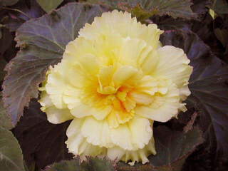 Begonia double jaune