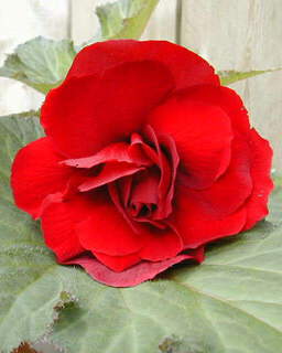 Begonia double rouge