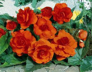 Begonia tuberosa double orange