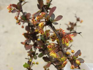 BERBERIS thumbergii 'Atropurpurea'