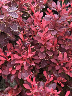 Epine-vinette de Thunberg - BERBERIS thunbergii 'Ruby star' - Arbuste