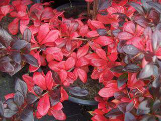 BERBERIS media 'Red Jewel'