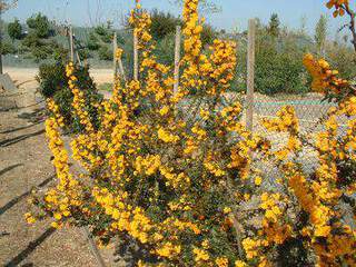 Epine vinette de Darwin - BERBERIS darwini - Arbuste