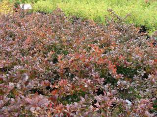 Berberis 'media 'Red Jewel' at