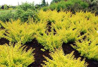 Epine vinette - BERBERIS thunbergii 'Golden Horizon' - Arbuste