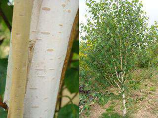 Bouleau de l'Himalaya - BETULA utilis - Arbre