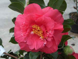 Camelia - CAMELLIA japonica 'Blood of China' - Terre de bruyère