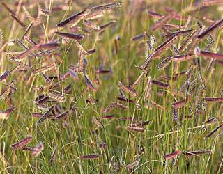 Bouteloua - BOUTELOUA gracilis - Graminées