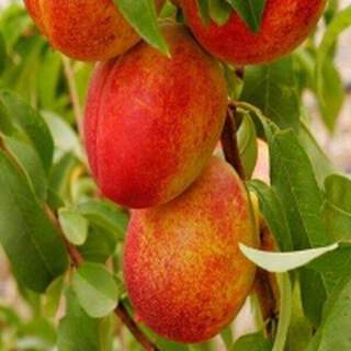 Nectarine - BRUGNON 'Nectared 6' - Arbre fruitier