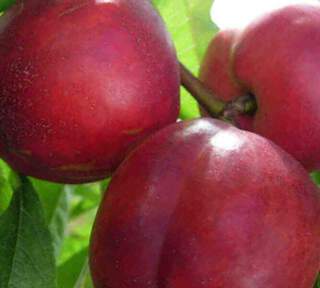 Brugnon - BRUGNON 'Nectarose' - Arbre fruitier