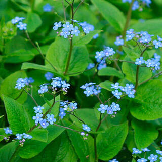 Myosotis du Caucase - BRUNNERA macrophylla - Vivace