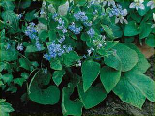 Brunnera-macrophylla