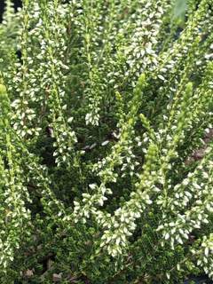 Bruyère d'été - BRUYERE - CALLUNA vulgaris 'Melanie' - Arbuste