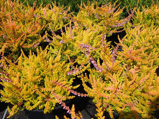 Bruyère d'été - BRUYERE - CALLUNA vulgaris 'Winter chocolate' - Arbuste