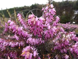 Bruyère des neiges - BRUYERE - ERICA carnea 'Springwood pink' - Arbuste