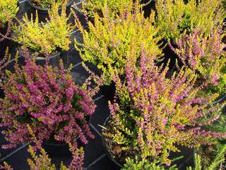 Bruyère comune - BRUYERE - CALLUNA vulgaris 'Con brio' - Arbuste