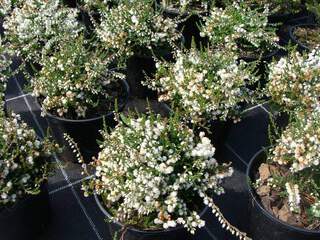 Bruyère commune - BRUYERE - CALLUNA vulgaris 'Kinlochruel' - Arbuste