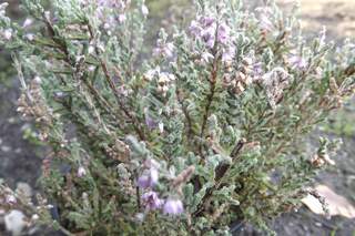 Bruyère commune - BRUYERE - CALLUNA vulgaris 'Silver Knight' - Arbuste