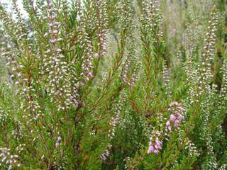 Bruyère commune - BRUYERE - CALLUNA vulgaris 'Spring Torch' - Arbuste