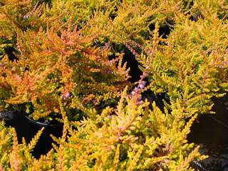 Bruyère calluna 'Wickware Flame' AT