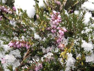 Bruyère - BRUYERE - ERICA darleyensis 'Darley Dale' - Arbuste